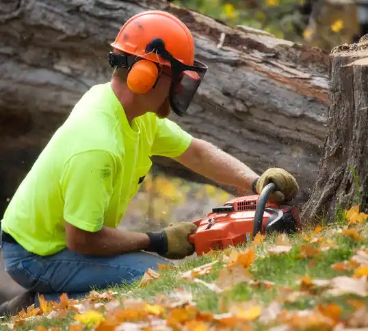 tree services Mount Vernon